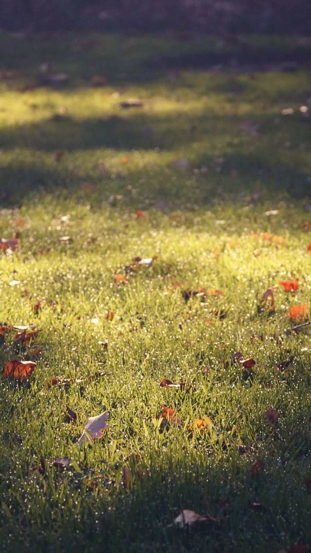 640x1136 Lawn - lawn iPhone Wallpaper