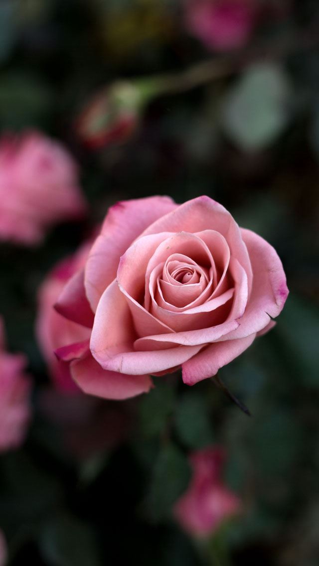 640x1136 Rose bush - rose iPhone Wallpaper