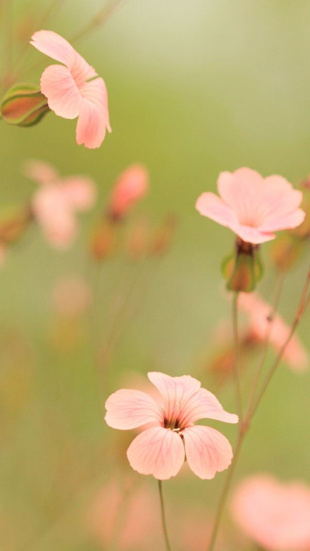 640x1136 Summer Song - bokeh iPhone Wallpaper