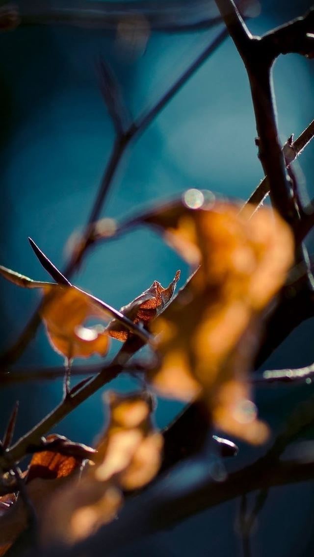 640x1136 The Autumn Is Coming 1 - branch iPhone Wallpaper