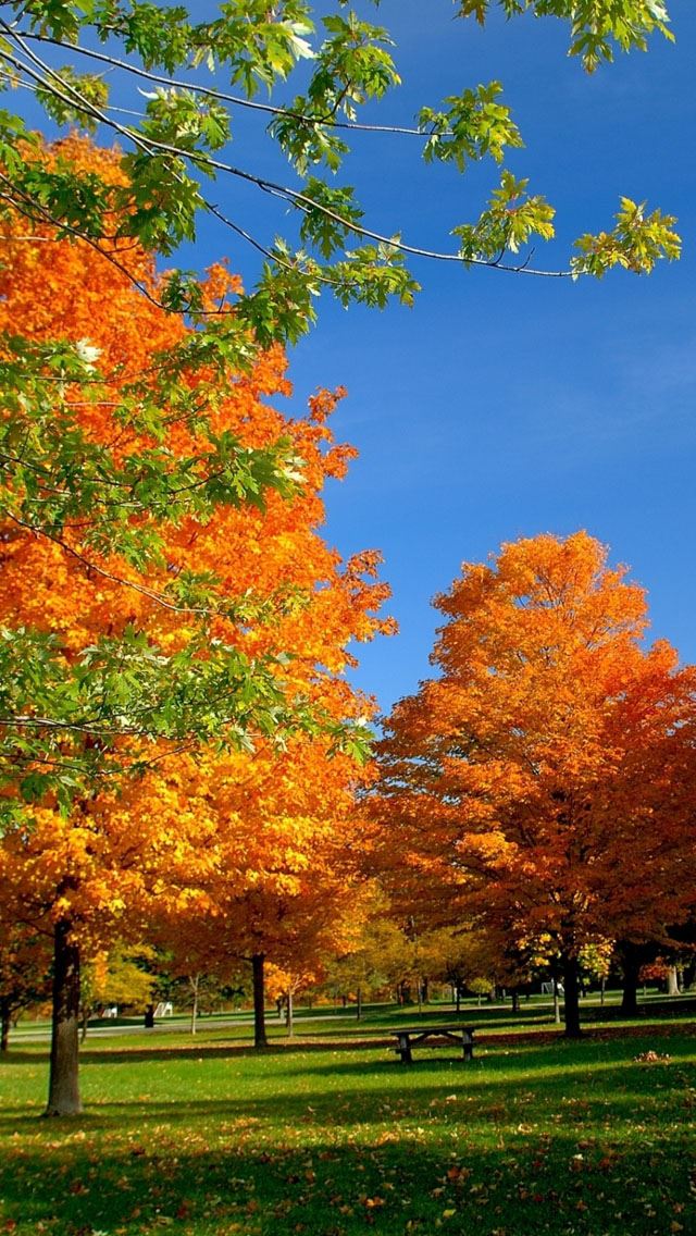 640x1136 Autumn in the park - tree iPhone Wallpaper
