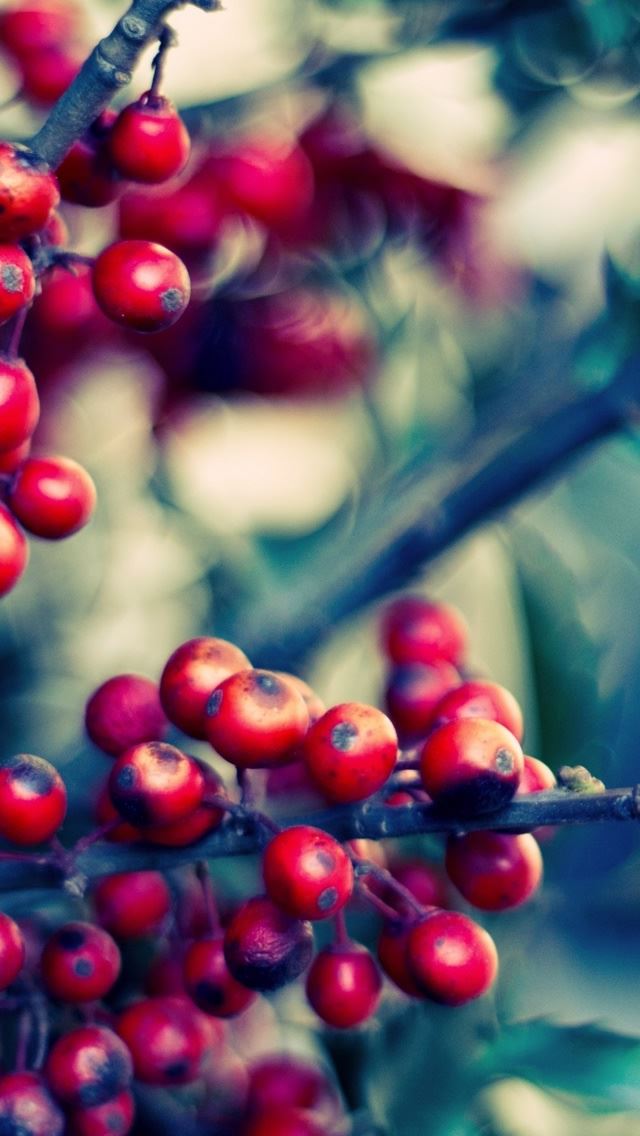 640x1136 Ilex Holly - fruit iPhone Wallpaper
