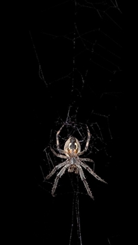 Spider wallpaper