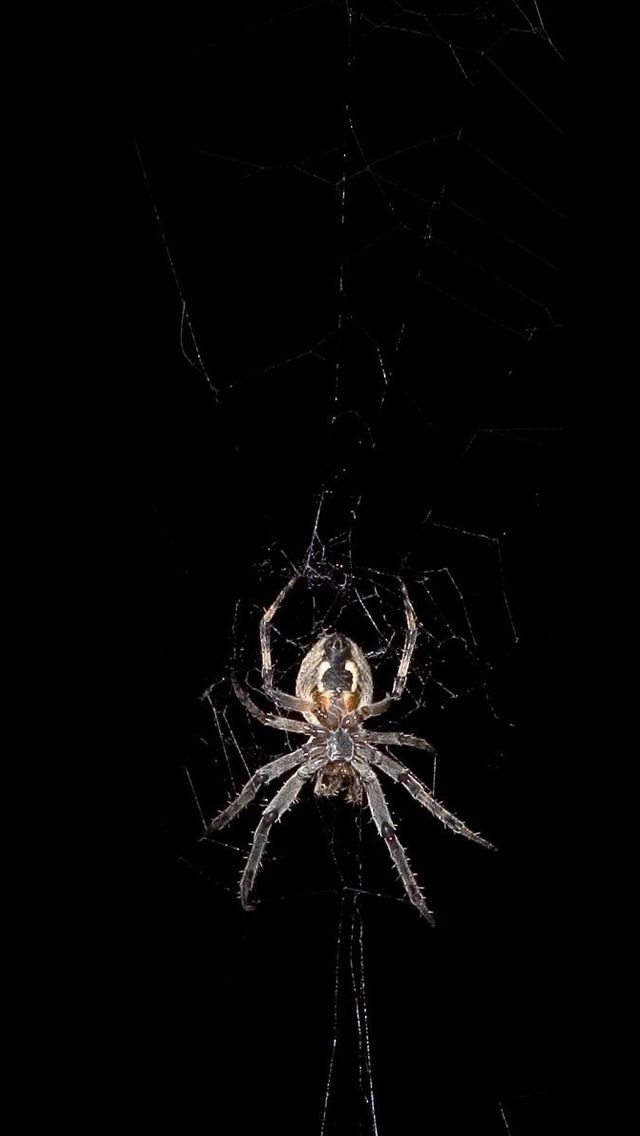640x1136 Spider - cobweb iPhone Wallpaper