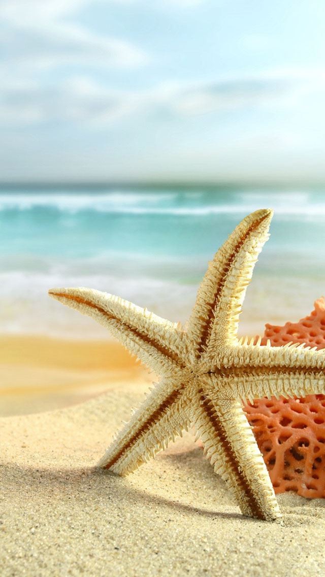 640x1136 Starfish on the beach - sea iPhone Wallpaper