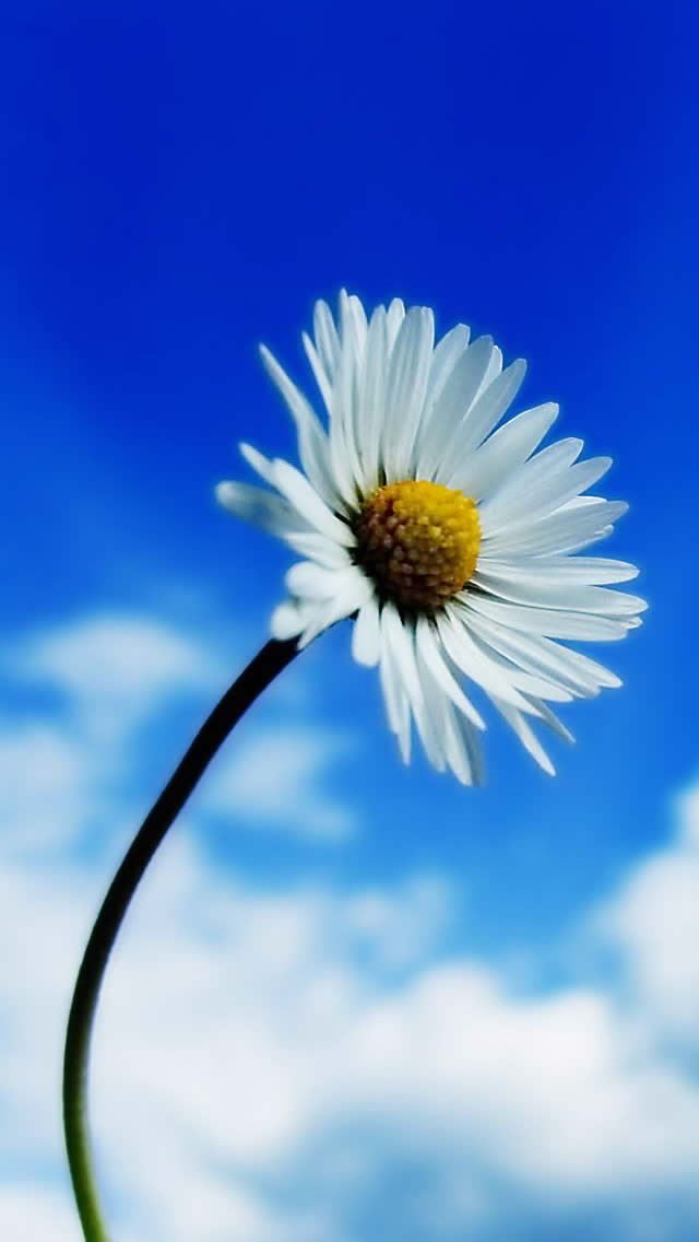 640x1136 Flower 3 - cloud iPhone Wallpaper
