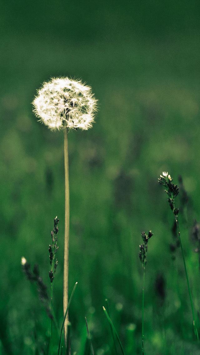 640x1136 Dandelion - dandelion iPhone Wallpaper