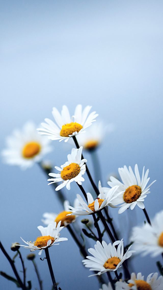 640x1136 White daisies flowers - bokeh iPhone Wallpaper