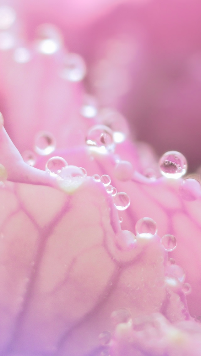 Morning Dew On Pink Flower iPhone wallpaper 