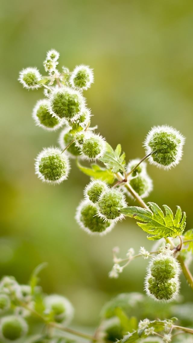 640x1136 Plant Close Up - stalk iPhone Wallpaper