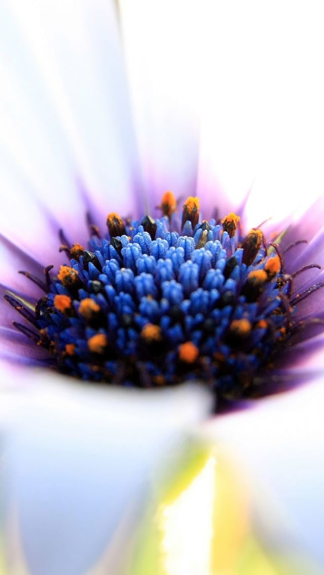 640x1136 White Beauty - flower iPhone Wallpaper