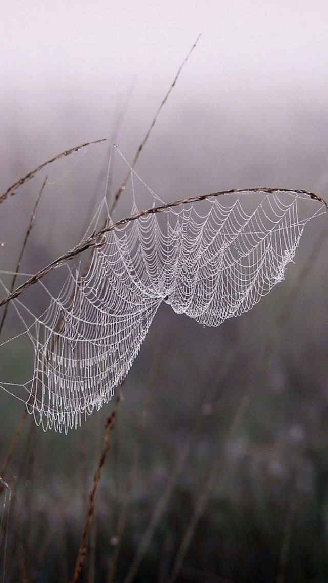 640x1136 Cobweb Dew Fog - cobweb iPhone Wallpaper