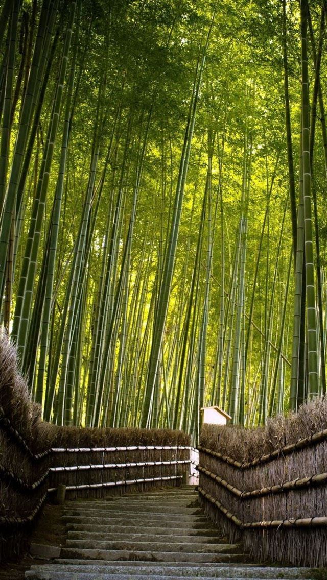 640x1136 Bamboo Forest - steps iPhone Wallpaper