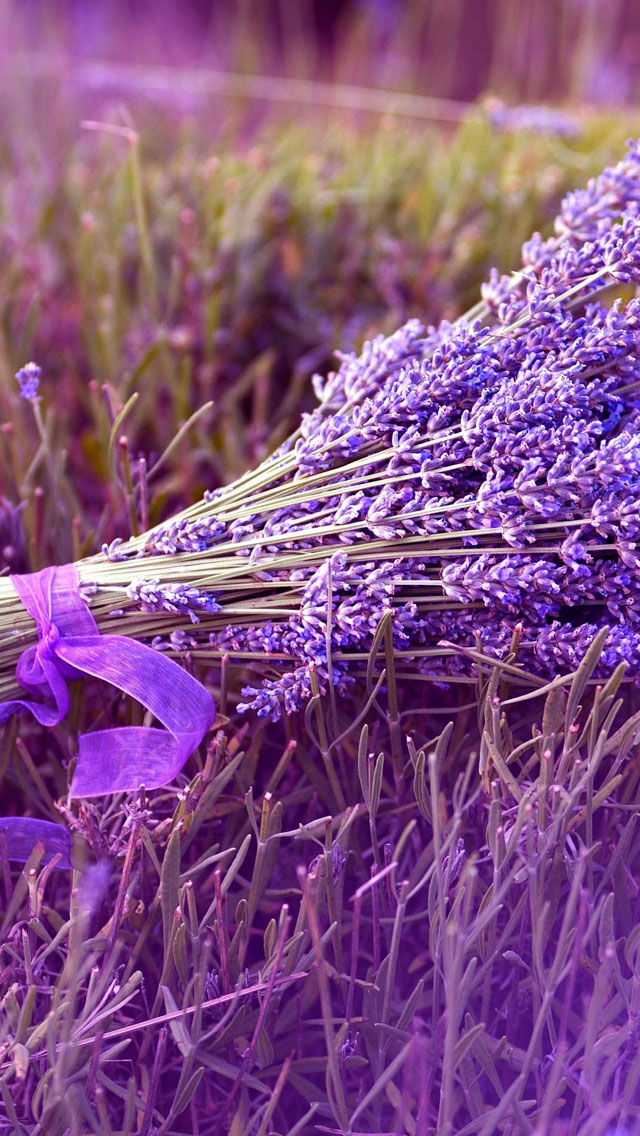 Lavender Wallpaper For Iphone