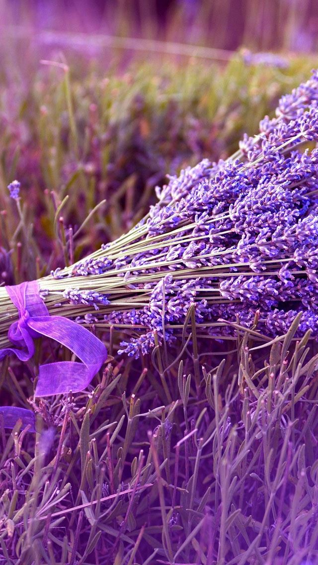 640x1136 Lavender - purple iPhone Wallpaper