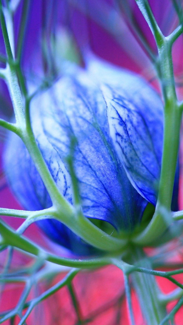 Blue Flowers Thorns iPhone wallpaper 