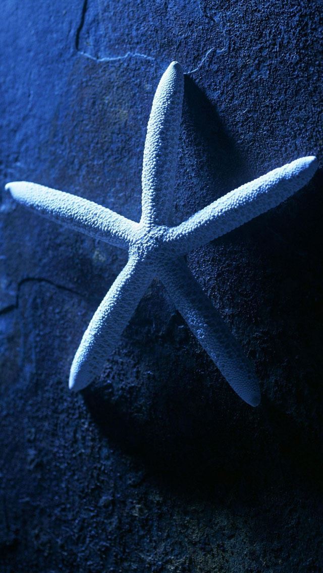 640x1136 Wonderful Starfish - starfish iPhone Wallpaper