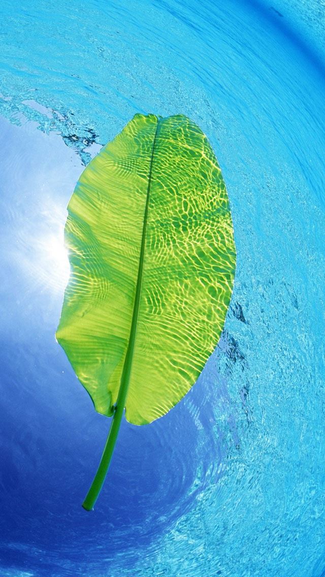 640x1136 Blue Waters Green Leaf - waters iPhone Wallpaper