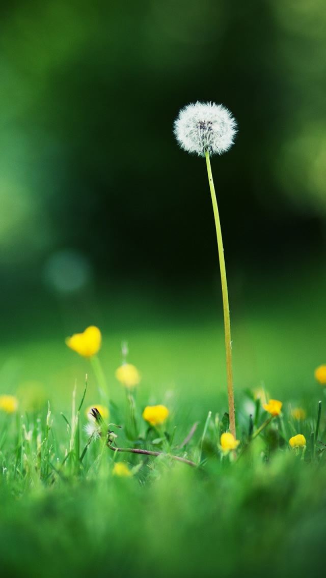 640x1136 Landscape 39 - dandelion iPhone Wallpaper
