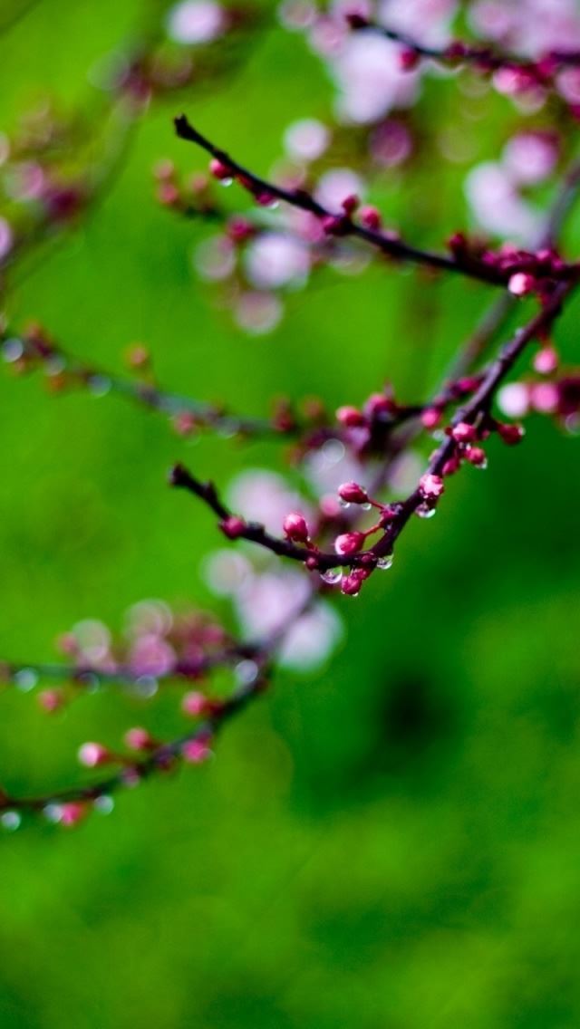 640x1136 Pink Buds Bokeh - branch iPhone Wallpaper