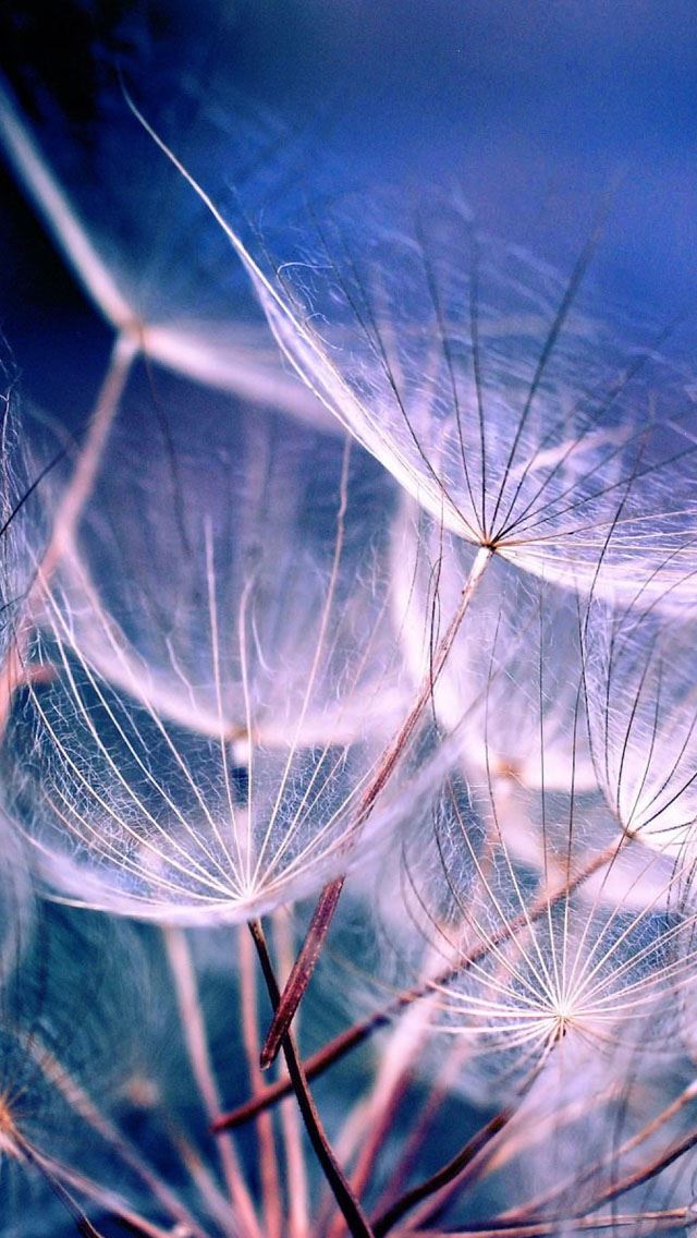 640x1136 White Dandelions - dandelions iPhone Wallpaper