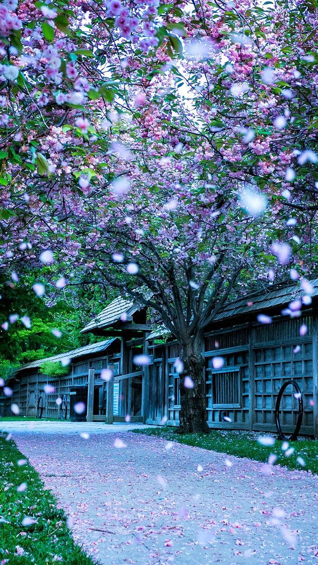 640x1136 Falling petals - petal iPhone Wallpaper