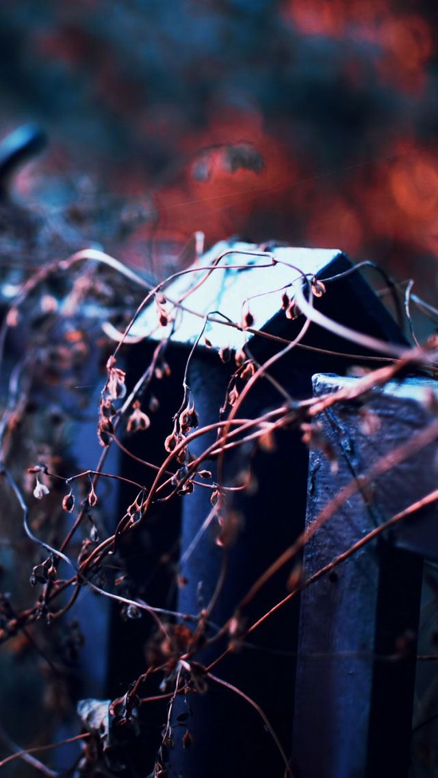 640x1136 Autumn Dry Plants Fence - fence iPhone Wallpaper