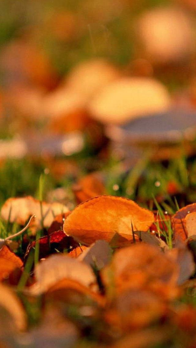 640x1136 Red leaves close up - leaves iPhone Wallpaper