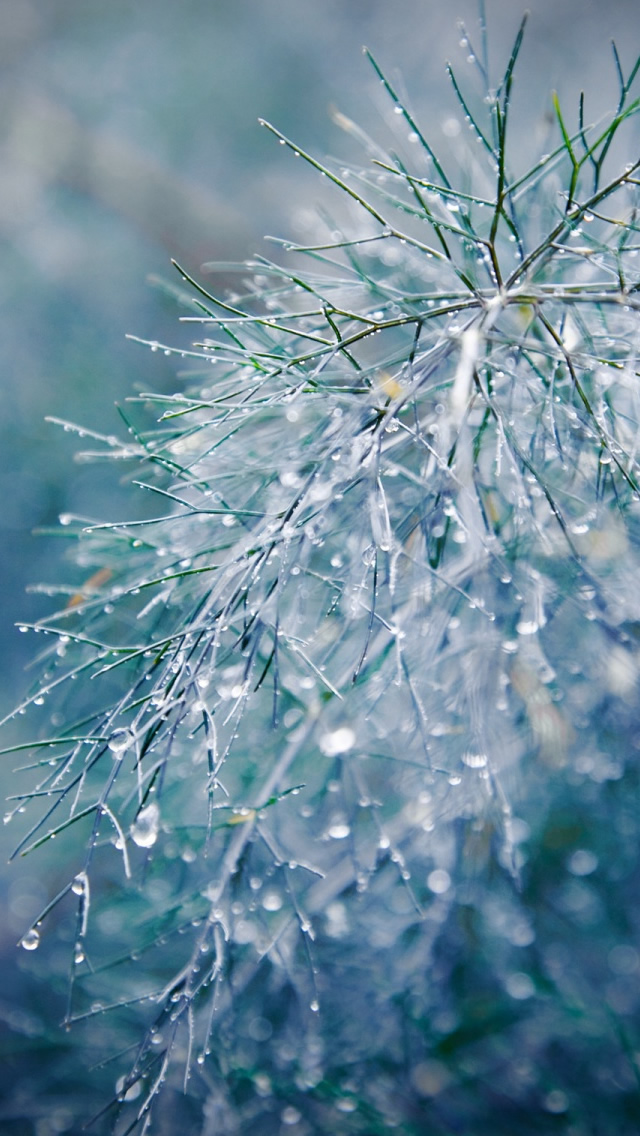 Raindrops Background Images HD Pictures and Wallpaper For Free Download   Pngtree