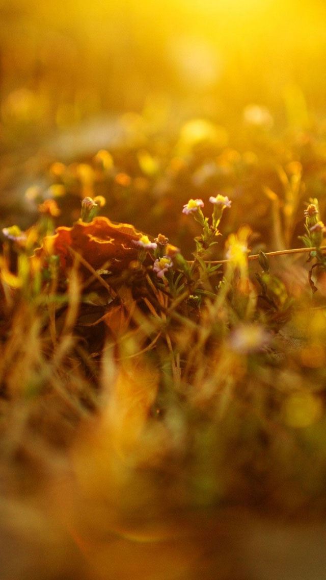 640x1136 Dusk grass - dusk iPhone Wallpaper
