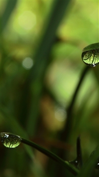 Close Up Grass Dew wallpaper