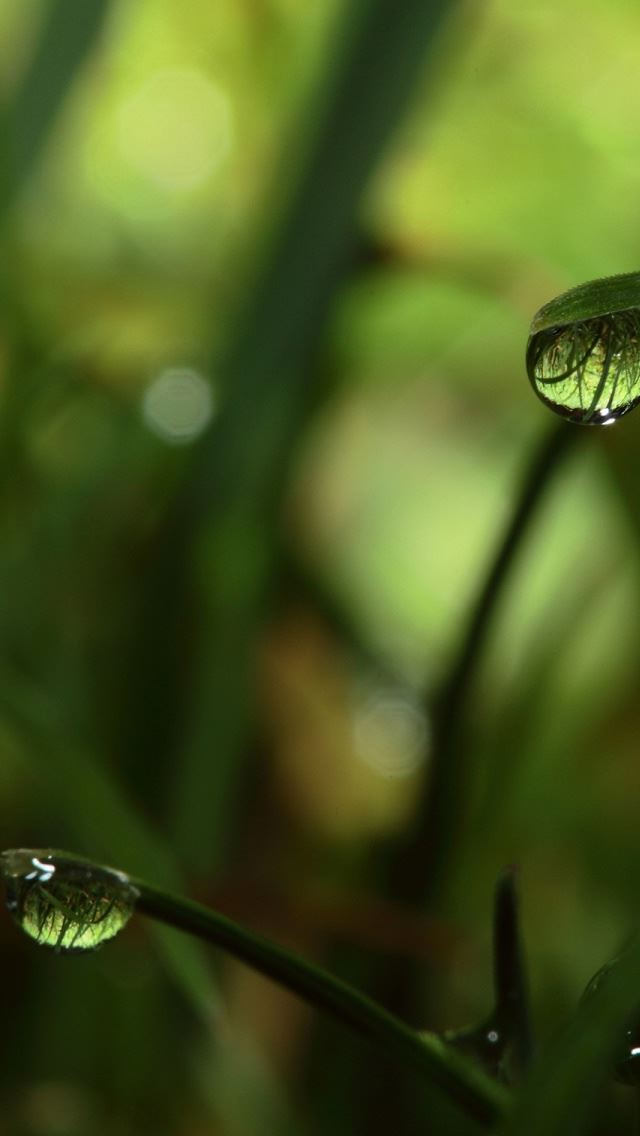 640x1136 Close Up Grass Dew - droplet iPhone Wallpaper