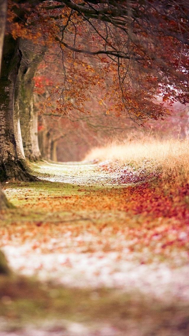640x1136 Forest Trees Path Fallen Leaves - trees iPhone Wallpaper