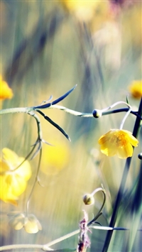 Best Buttercups iPhone HD Wallpapers - iLikeWallpaper