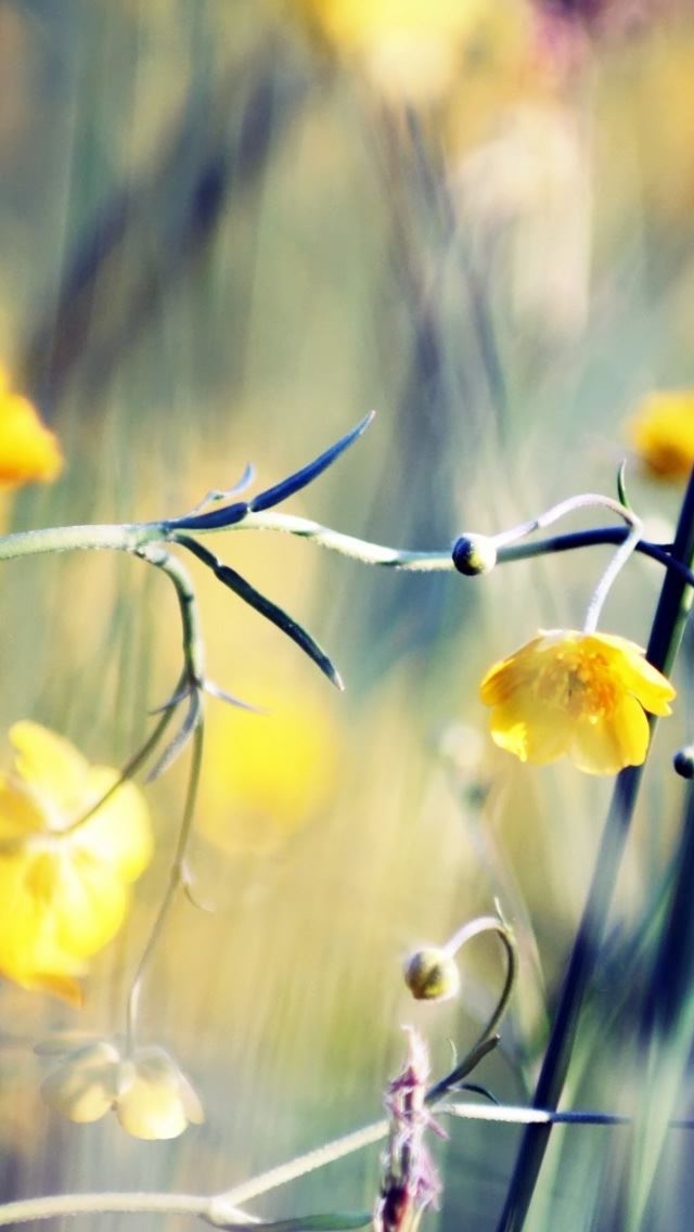 640x1136 Buttercups - leaf iPhone Wallpaper