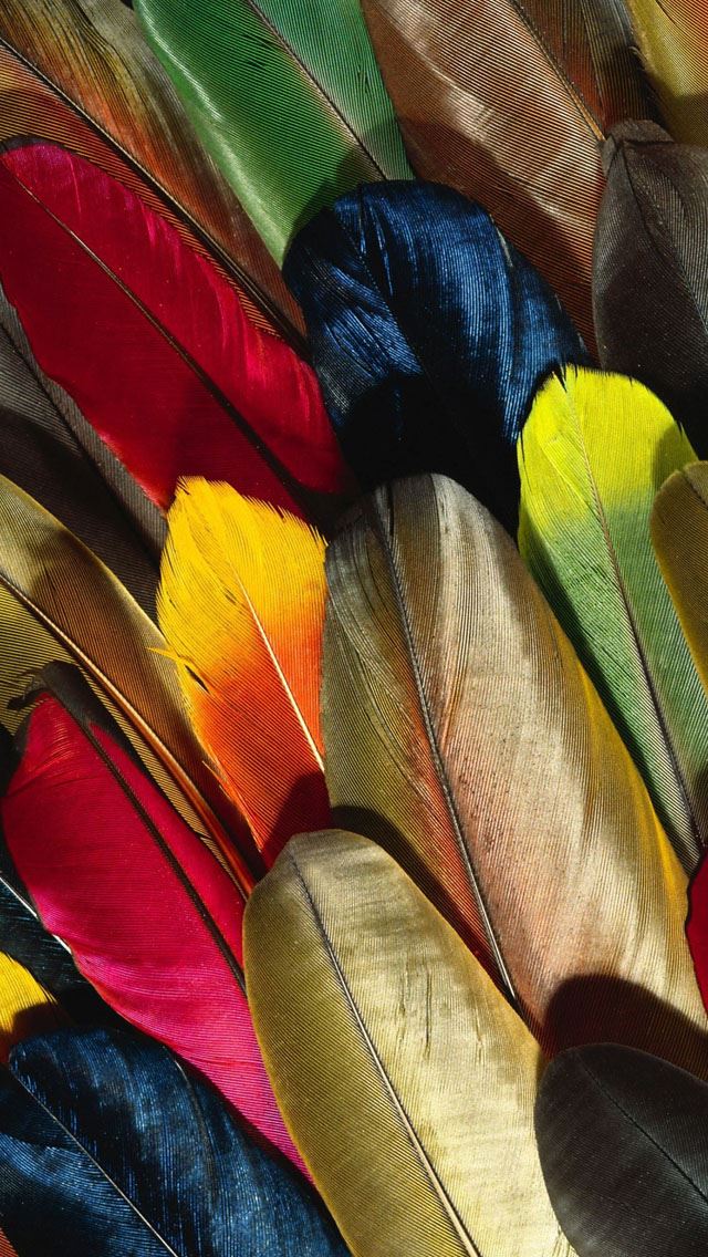640x1136 Parrot Feather Colorful - feather iPhone Wallpaper