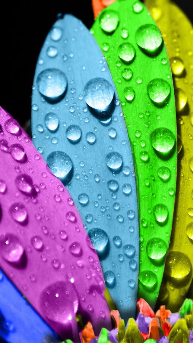 640x1136 Colorful Flower - droplet iPhone Wallpaper