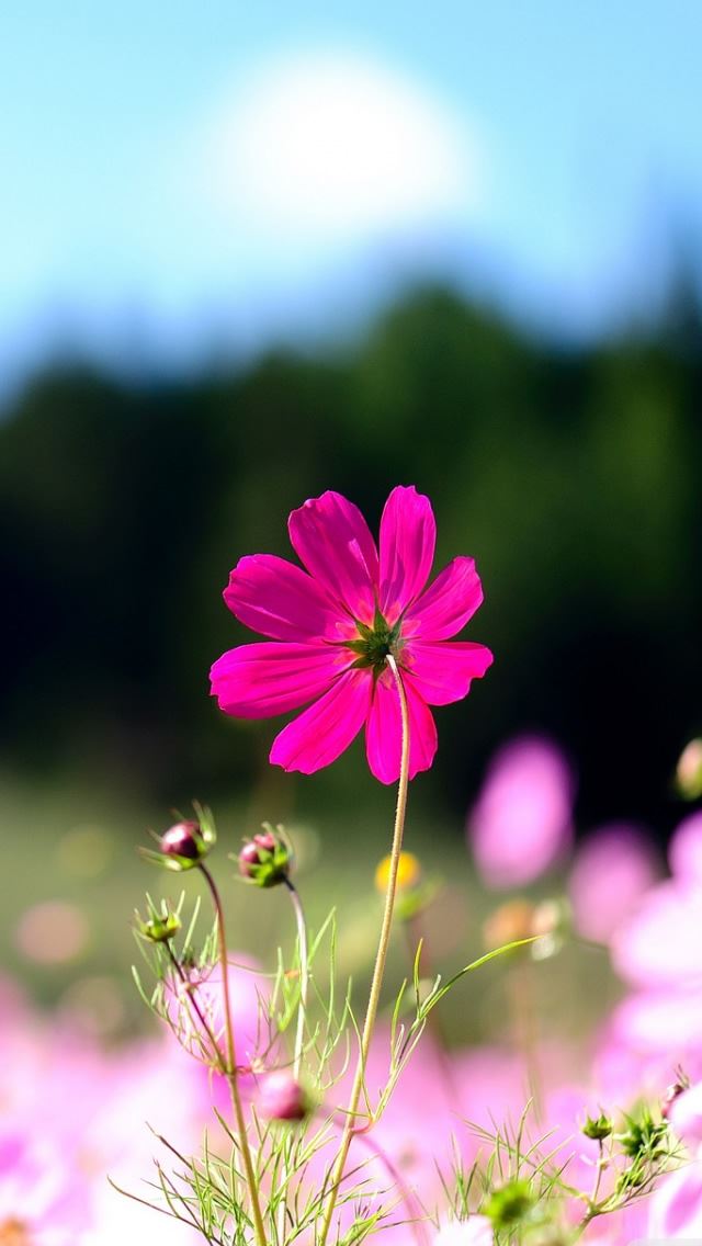 640x1136 Pink Cosmos Flowers - sky iPhone Wallpaper