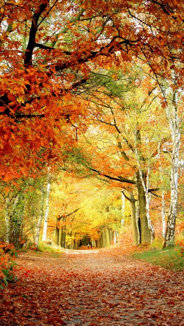 640x1136 Red Foliage - yellow iPhone Wallpaper