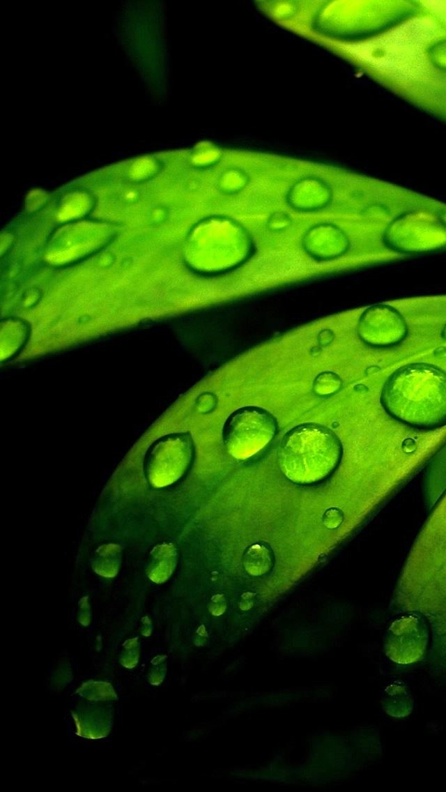 640x1136 Green Flower - droplet iPhone Wallpaper