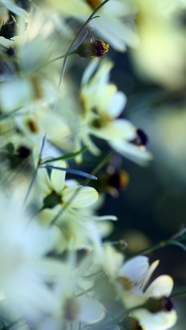 640x1136 White Small Flowers - sunshine iPhone Wallpaper