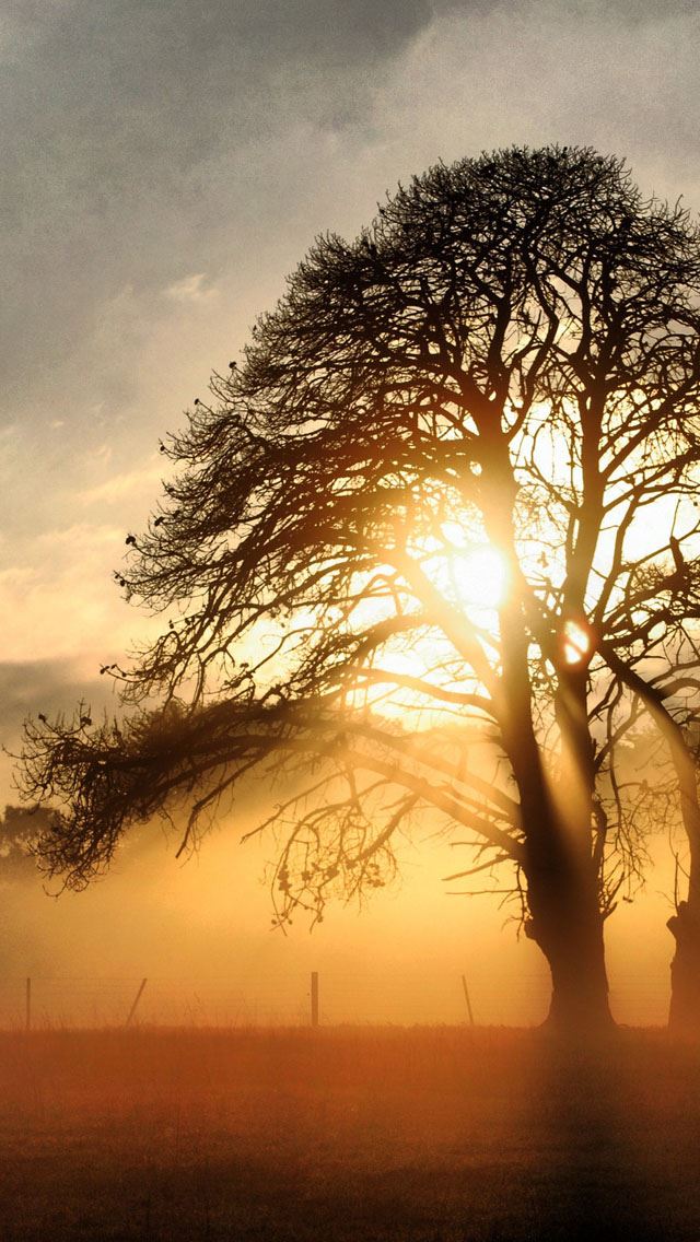 640x1136 Fog across the field - sunrise iPhone Wallpaper
