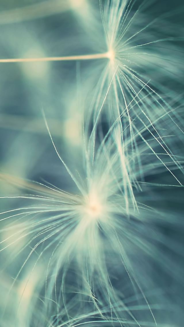 640x1136 Dandelion 8 - sunshine iPhone Wallpaper