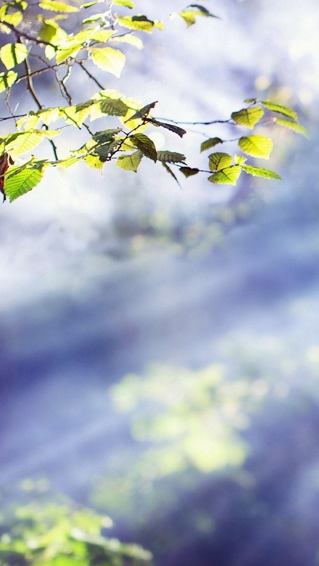 640x1136 Leaf - clean iPhone Wallpaper
