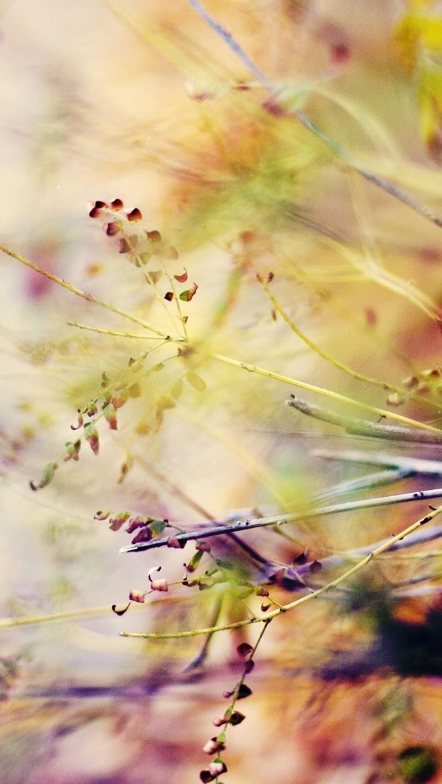 640x1136 Branches Macro - branch iPhone Wallpaper