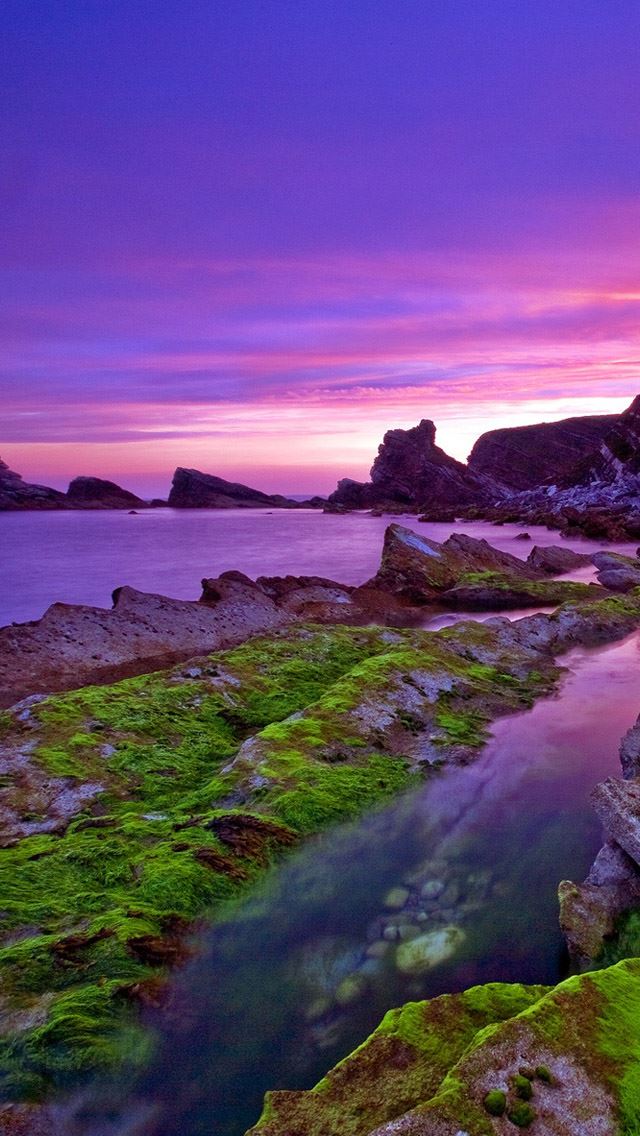 640x1136 Wild beach - seaweed iPhone Wallpaper