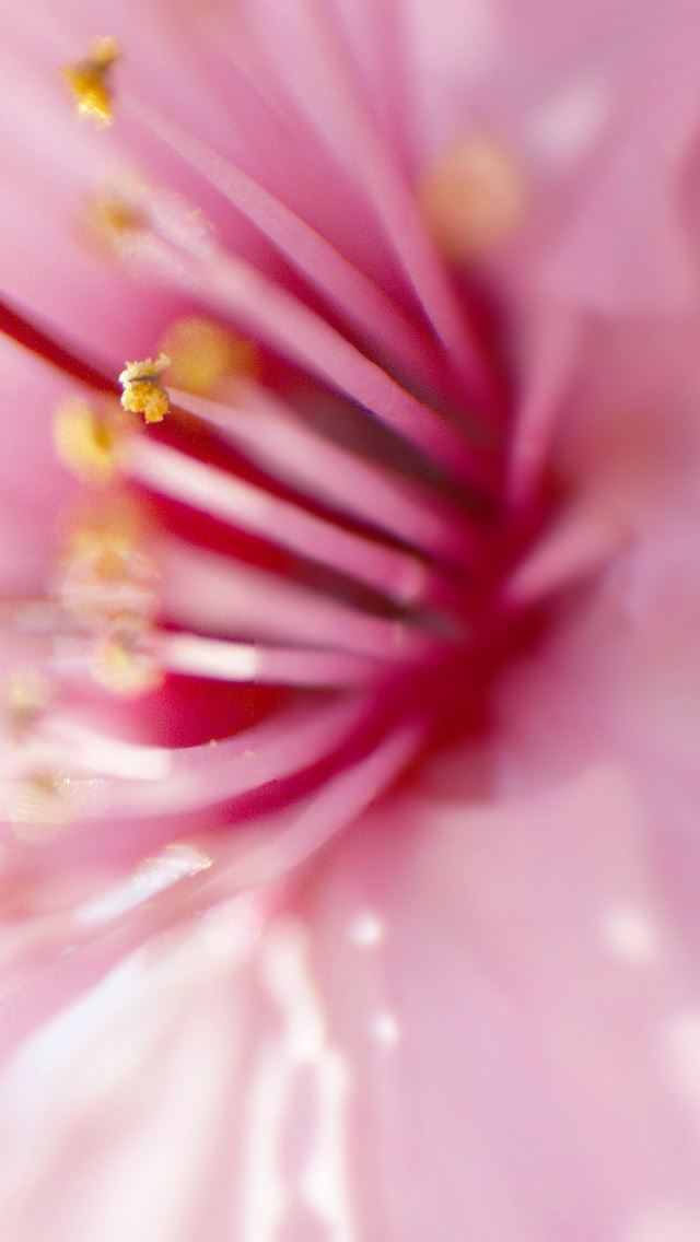640x1136 Pink Flowers 10 - sunshine iPhone Wallpaper
