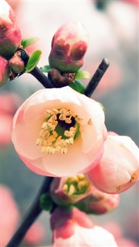 Welcome Spring wallpaper