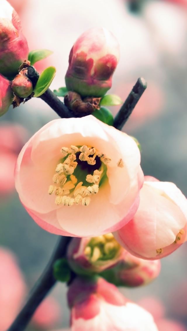 640x1136 Welcome Spring - branch iPhone Wallpaper