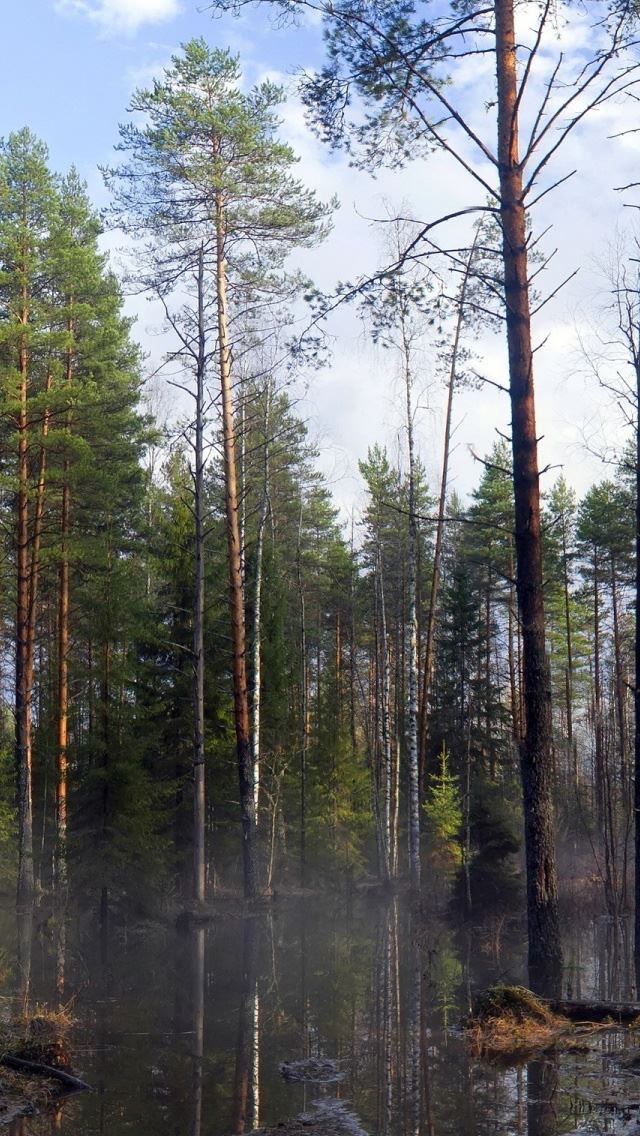 640x1136 Forest Mist At Morning - lake iPhone Wallpaper